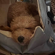 Belle joined the competition — help win amazing prizes! dog, sleeping, carrier_bag, curly_fur, cozy, pet, resting, indoor, soft_texture, chair, quiet, closeup, brown_fur, peaceful, napping, canine, warm_lighting, domestic_animal, relaxation, furniture