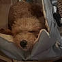 dog, sleeping, carrier_bag, curly_fur, cozy, pet, resting, indoor, soft_texture, chair, quiet, closeup, brown_fur, peaceful, napping, canine, warm_lighting, domestic_animal, relaxation, furniture