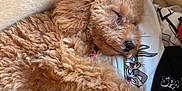Belle is registered to the contest to win money with this photo: puppy, dog, sleeping, curly_fur, bed, blanket, clothing, soft, cute, cozy, animal, pet, rest, indoor, fur, paw, nose, closed_eyes, fabric, cartoon_print