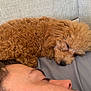 Belle is registered to the contest to win money with this photo: dog, sleeping, person, resting, couch, blanket, indoor, relaxation, brown_dog, curly_fur, closeup, face, head, comfort, nap, furniture, quiet, cozy, pet, home