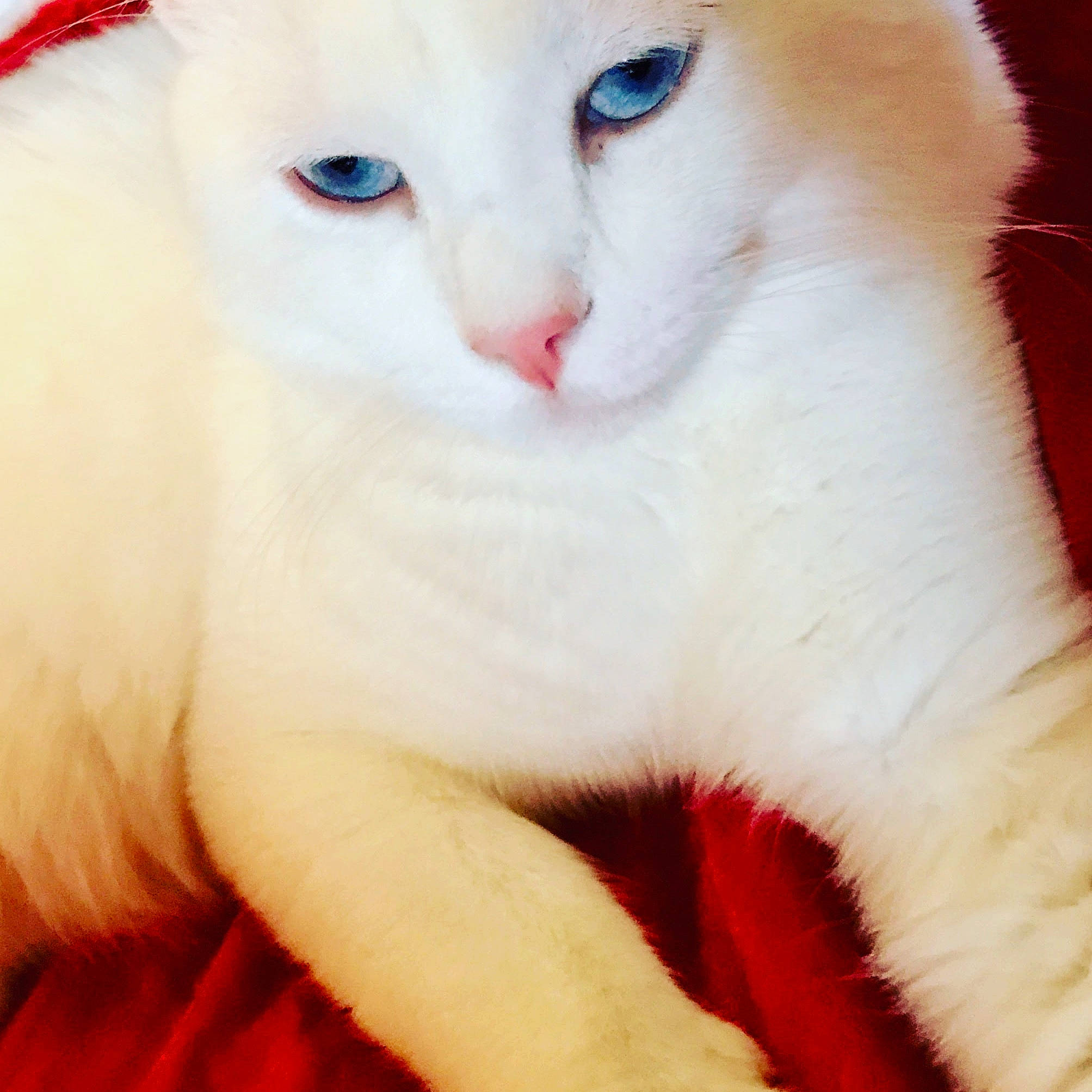 Casper Cat
