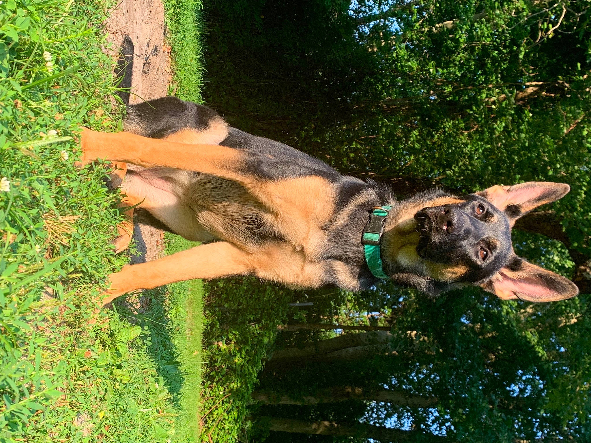 Kitana joined the competition — help win amazing prizes! canidae, carnivore, dog, dog_breed, east_european_shepherd, fawn, fun, german_shepherd_dog, grass, herding_dog, king_shepherd, mammal, old_german_shepherd_dog, plant, snout, sporting_group, tail, tree, water, working_animal