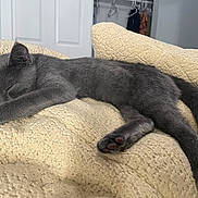 Orange joined the competition — help win amazing prizes! animal, bedroom, blanket, cat, cozy, cute, domestic_cat, feline, fur, gray_cat, indoor, kitten, napping, paw, pet, relaxed, resting, sleeping, soft, young_cat