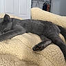 animal, bedroom, blanket, cat, cozy, cute, domestic_cat, feline, fur, gray_cat, indoor, kitten, napping, paw, pet, relaxed, resting, sleeping, soft, young_cat
