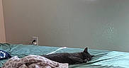 Orange is registered to the contest to win money with this photo: bed, blanket, calm, cat, cozy, feline, furniture, gray_cat, green_bedspread, home, indoor, interior, peaceful, quiet, relaxation, resting, sleeping, soft_light, vertical_blinds, window