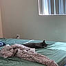 bed, blanket, calm, cat, cozy, feline, furniture, gray_cat, green_bedspread, home, indoor, interior, peaceful, quiet, relaxation, resting, sleeping, soft_light, vertical_blinds, window