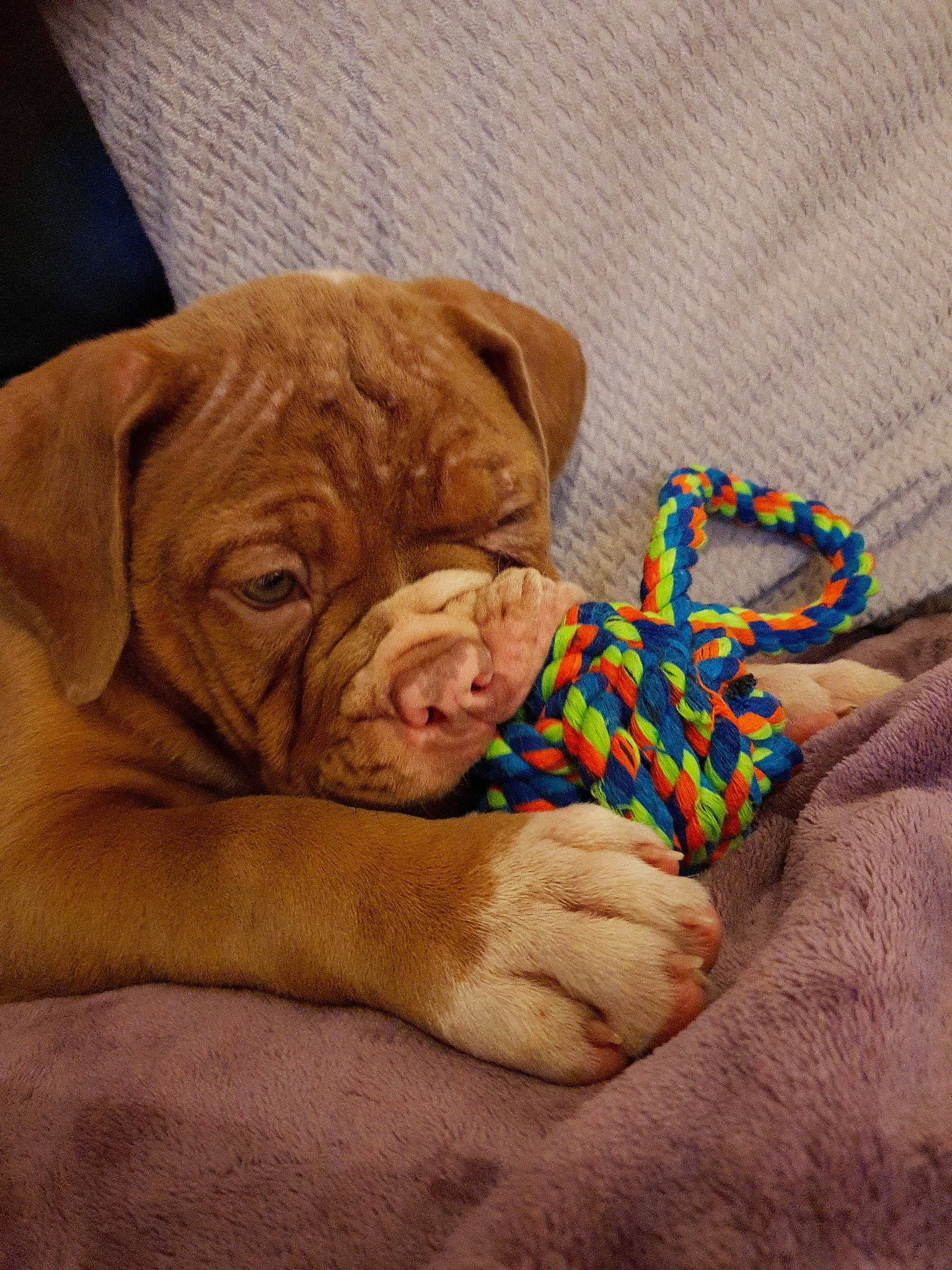 Mr. Simba is registered to the contest to win money with this photo: canidae, carnivore, companion_dog, dog, dog_breed, dogue_de_bordeaux, fawn, guard_dog, ori_pei, puppy, snout, sporting_group, vizsla, working_dog, wrinkle