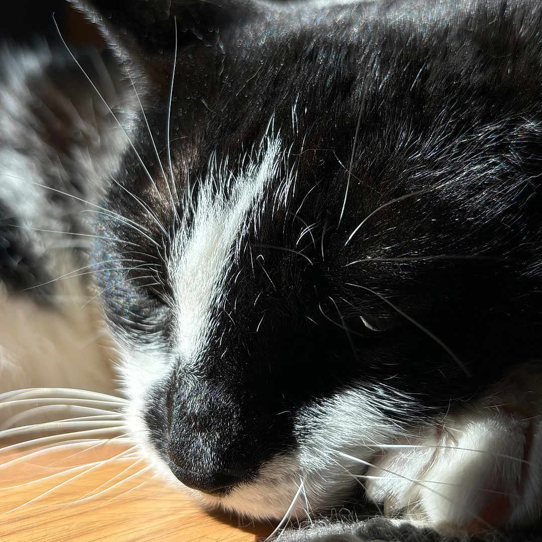 Toni joined the competition — help win amazing prizes! abyssinian, animal, cat, electronics, hardware, hardwood, kitten, manx, person, pet, siamese, sleeping, snout, wood