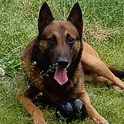 Marley a rejoint le concours — aidez-le/la à gagner de superbes lots ! alert, animal, belgian_malinois, black_mask, brown_fur, canine, dog, front_paws, grass, lawn, lying_down, nature, open_mouth, outdoor, pet, pink_tongue, playful, pointed_ears, portrait, sitting