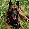 alert, animal, belgian_malinois, black_mask, brown_fur, canine, dog, front_paws, grass, lawn, lying_down, nature, open_mouth, outdoor, pet, pink_tongue, playful, pointed_ears, portrait, sitting