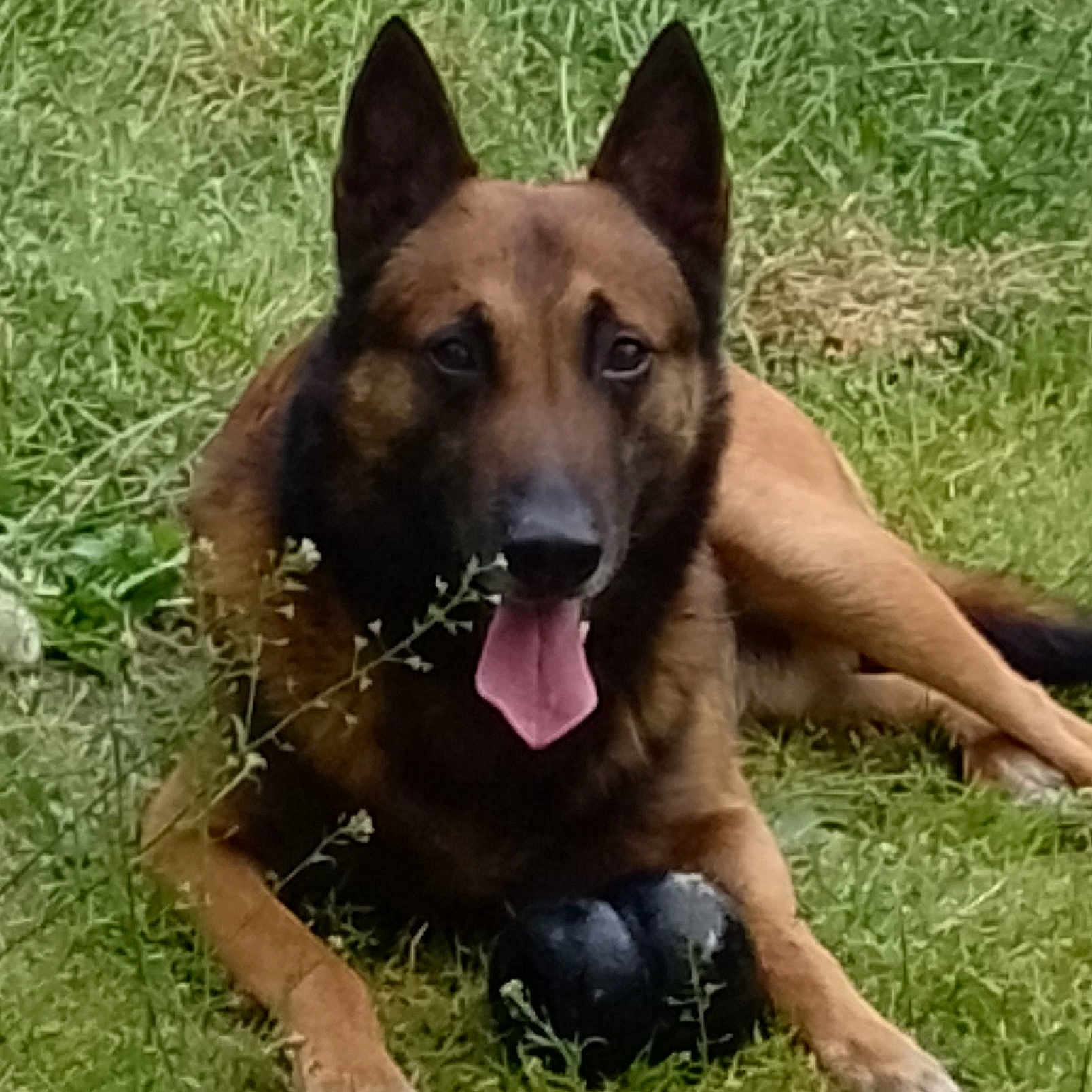 Marley