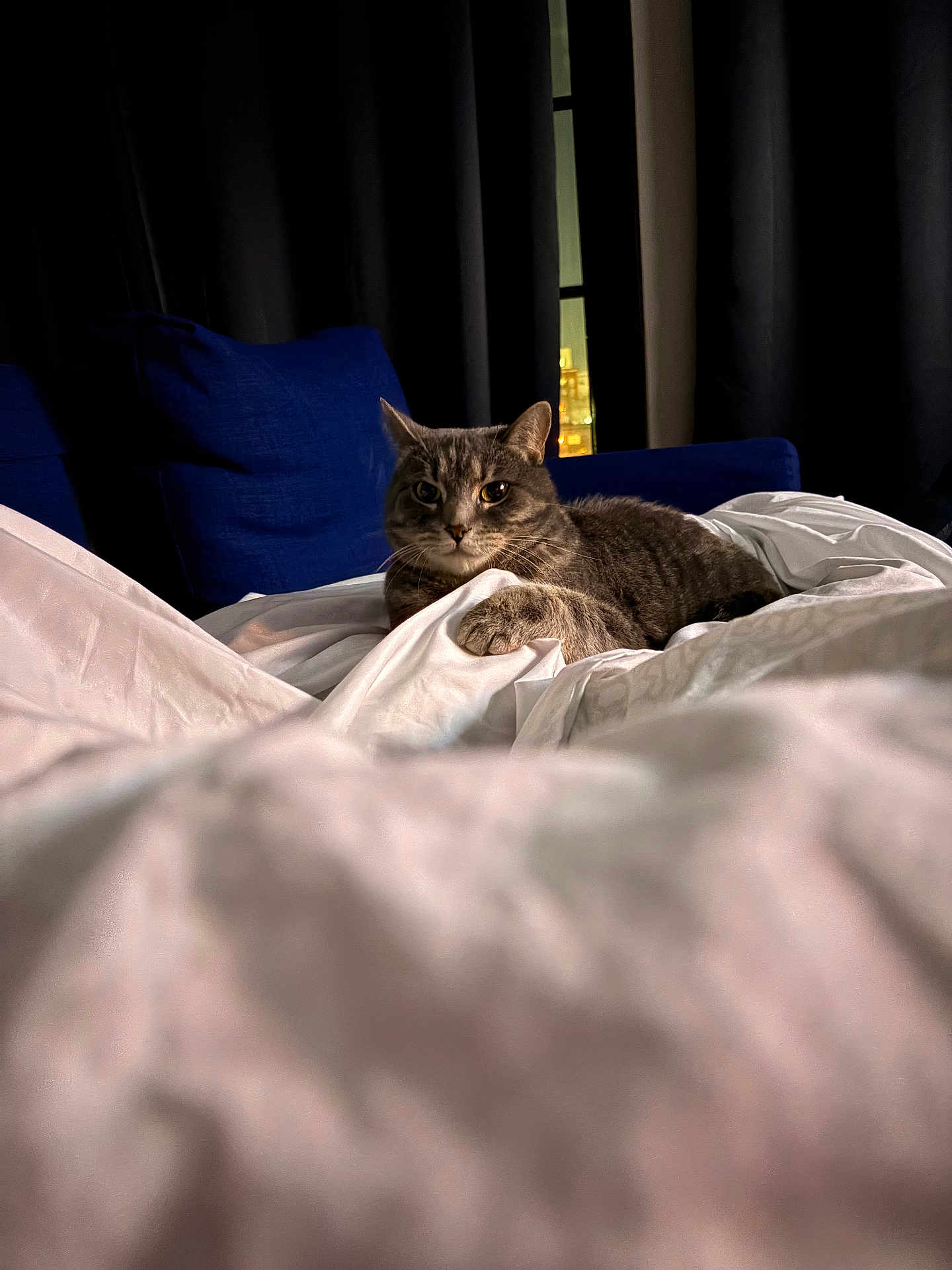 Sophia is registered to the contest to win money with this photo: cat, tabby, pet, bed, blanket, duvet, pillow, curtains, window, city_lights, indoor, night, whiskers, paw, fur, close_up, soft_lighting, relaxed, looking_at_camera, cozy