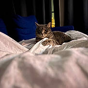 Sophia is registered to the contest to win money with this photo: cat, tabby, pet, bed, blanket, duvet, pillow, curtains, window, city_lights, indoor, night, whiskers, paw, fur, close_up, soft_lighting, relaxed, looking_at_camera, cozy