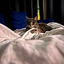 cat, tabby, pet, bed, blanket, duvet, pillow, curtains, window, city_lights, indoor, night, whiskers, paw, fur, close_up, soft_lighting, relaxed, looking_at_camera, cozy