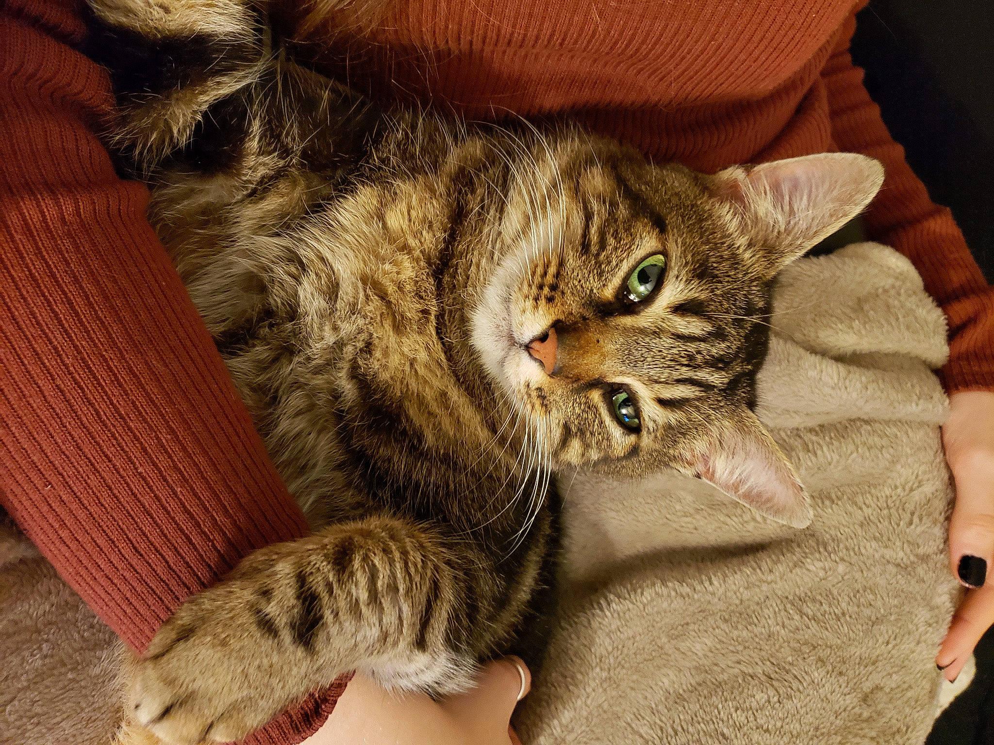 Tipoune a rejoint le concours — aidez-le/la à gagner de superbes lots ! american_shorthair, asian, australian_mist, california_spangled, carnivore, cat, claw, domestic_short_haired_cat, dragon_li, european_shorthair, felidae, fur, kitten, mammal, ocicat, pixie_bob, small_to_medium_sized_cats, tabby_cat, vertebrate, whiskers