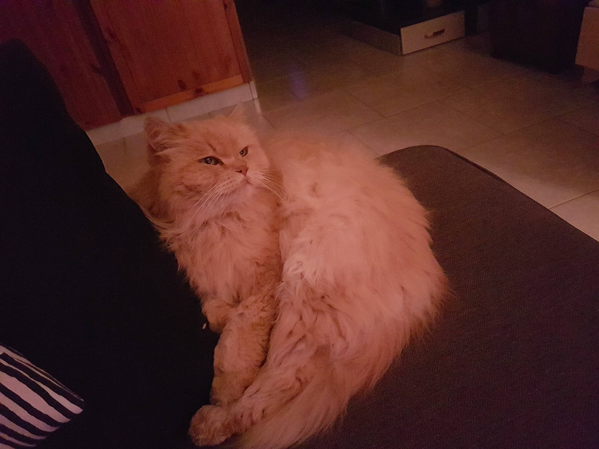 Luna participe au concours pour gagner de l'argent avec cette photo : british_semi_longhair, carnivore, cat, domestic_long_haired_cat, fawn, felidae, floor, flooring, fur, hardwood, mammal, persian, ragamuffin, small_to_medium_sized_cats, tail, turkish_angora, turkish_van, whiskers, wood