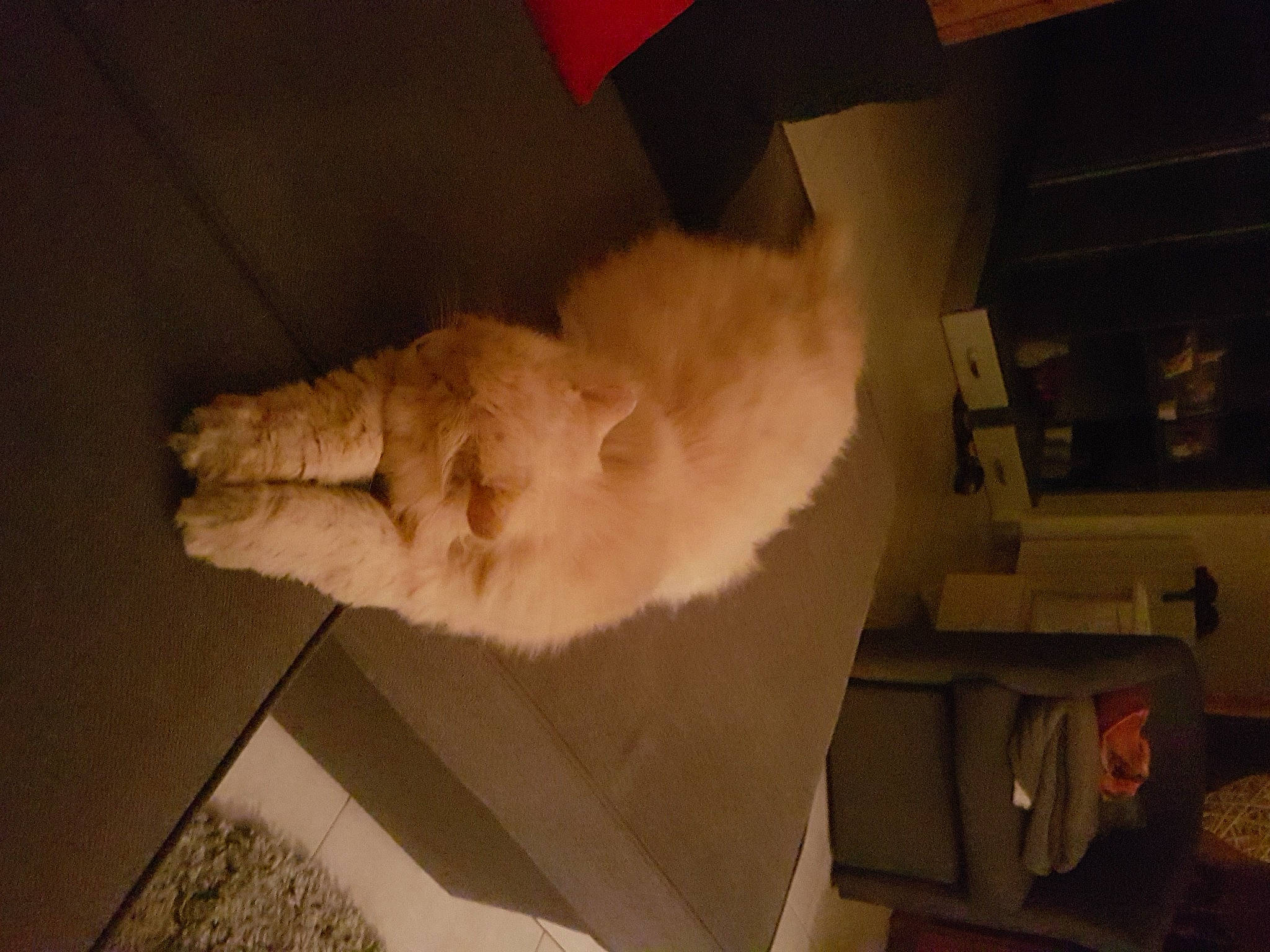 Luna a rejoint le concours — aidez-le/la à gagner de superbes lots ! cat, felidae, fur, paw, tail