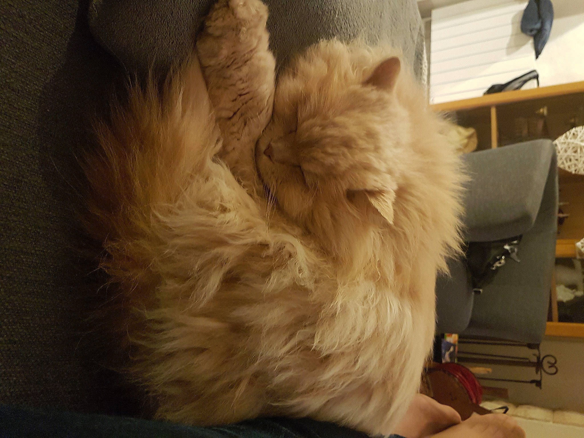 Luna a rejoint le concours — aidez-le/la à gagner de superbes lots ! carnivore, cat, claw, domestic_long_haired_cat, ear, fawn, felidae, fur, nose, paw, persian, small_to_medium_sized_cats, tail, whiskers