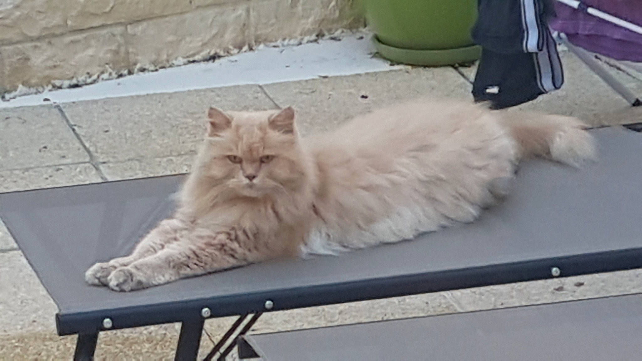 Luna participe au concours pour gagner de l'argent avec cette photo : asian, asian_semi_longhair, british_longhair, british_semi_longhair, carnivore, cat, cymric, domestic_long_haired_cat, fawn, felidae, kitten, maine_coon, mammal, norwegian_forest_cat, persian, ragamuffin, siberian, small_to_medium_sized_cats, vertebrate, whiskers