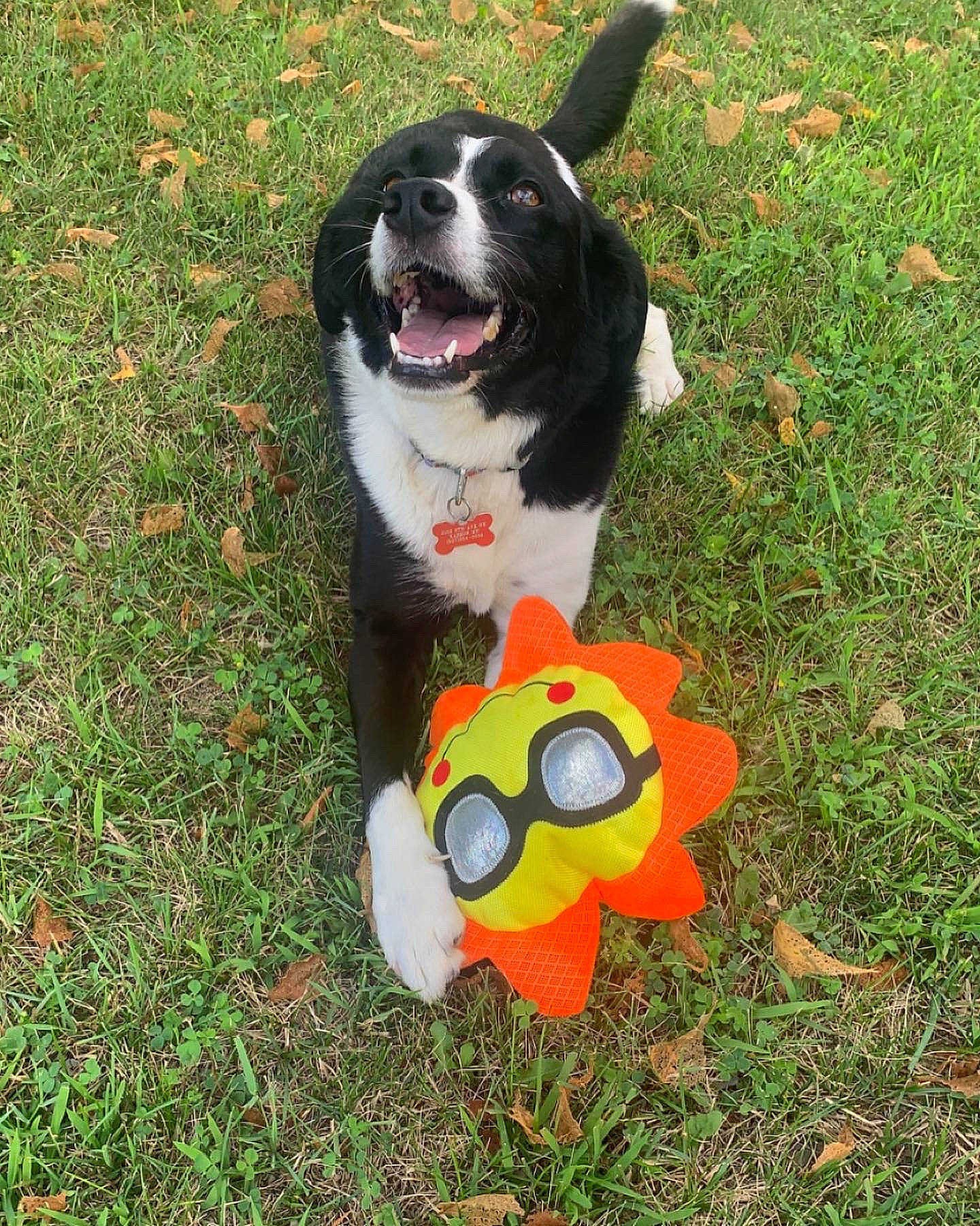 Jango joined the competition — help win amazing prizes! ball, canidae, carmine, carnivore, companion_dog, dog, dog_breed, dog_supply, dog_toy, flying_disc, grass, groundcover, personal_protective_equipment, plant, soccer_ball, sporting_group, sports_toy, tail, toy, working_dog