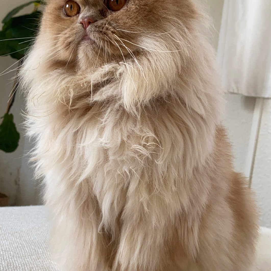 Yuki participe au concours pour gagner de l'argent avec cette photo : abyssinian, angora, animal, cat, hardwood, kitten, manx, pet, siamese, snout, wood