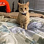 Cash is registered to the contest to win money with this photo: cat, orange_cat, bed, blanket, collar, person, guitar, window_blinds, indoor, furniture, animal, pet, curious, orange, striped, domestic_cat, resting, cozy, home, casual