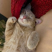 Cash joined the competition — help win amazing prizes! cat, sleeping, fluffy, light_colored, paws, relaxed, cozy, blanket, red_blanket, indoor, cute, pet, fur, whiskers, nap, resting, animal, domestic_cat, soft, comfort