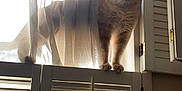 Cash is registered to the contest to win money with this photo: cat, curious, window, shutters, curtains, sunlight, indoor, pet, feline, shadow, exploring, side_view, domestic_animal, home, light, animal, looking, standing, quiet, soft_light