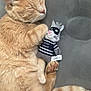Cash is registered to the contest to win money with this photo: cat, orange_tabby, sleeping, plush_toy, catnip_bandit, gray_background, paw, whiskers, feline, pet, cute, relaxed, cozy, indoor, toy, striped_tail, nap, closeup, soft_fur, domestic_cat