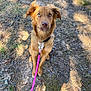 Iris joined the competition — help win amazing prizes! dog, brown_dog, leash, outdoor, grass, dirt, sunlight, shadow, pet, animal, nature, canine, sitting, looking_up, ears, collar, ground, daylight, cute, alert