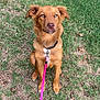 Iris joined the competition — help win amazing prizes! dog, brown_dog, leash, collar, grass, outdoor, pet, animal, sitting, canine, nature, greenery, sidewalk, fur, ears, eyes, snout, obedient, ground, daylight