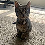 Trash is registered to the contest to win money with this photo: kitten, tabby, cat, collar, star_tag, carpet, indoor, sunlight, window_light, pet, animal, cute, feline, sitting, curious, whiskers, ears, floor, home, domestic
