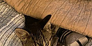 Trash is registered to the contest to win money with this photo: cat, kitten, blanket, bed, bedding, striped, blue, beige, cozy, peeking, curious, tabby, feline, indoors, soft, knit, comfort, resting, cute, pet