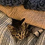 cat, kitten, blanket, bed, bedding, striped, blue, beige, cozy, peeking, curious, tabby, feline, indoors, soft, knit, comfort, resting, cute, pet