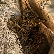 Trash joined the competition — help win amazing prizes! kitten, cat, sleeping, cozy, blanket, fur, pet, cute, animal, tabby, resting, indoors, soft, warm, paw, relaxed, nap, comfort, closeup, texture