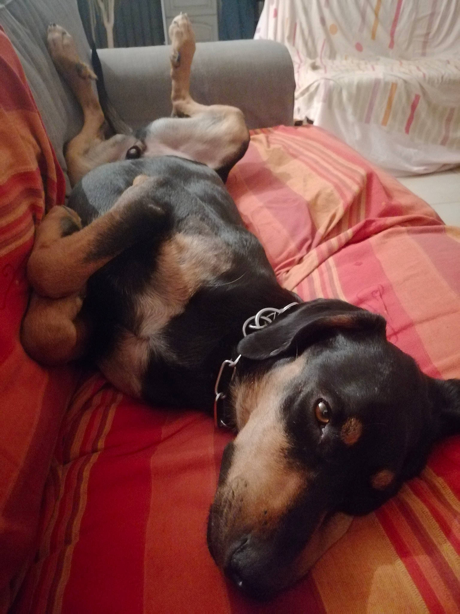 Géko a rejoint le concours — aidez-le/la à gagner de superbes lots ! canidae, carnivore, companion_dog, dog, dog_breed, ear, fawn, great_dane, guard_dog, nap, puppy, puppy_love, snout, sporting_group