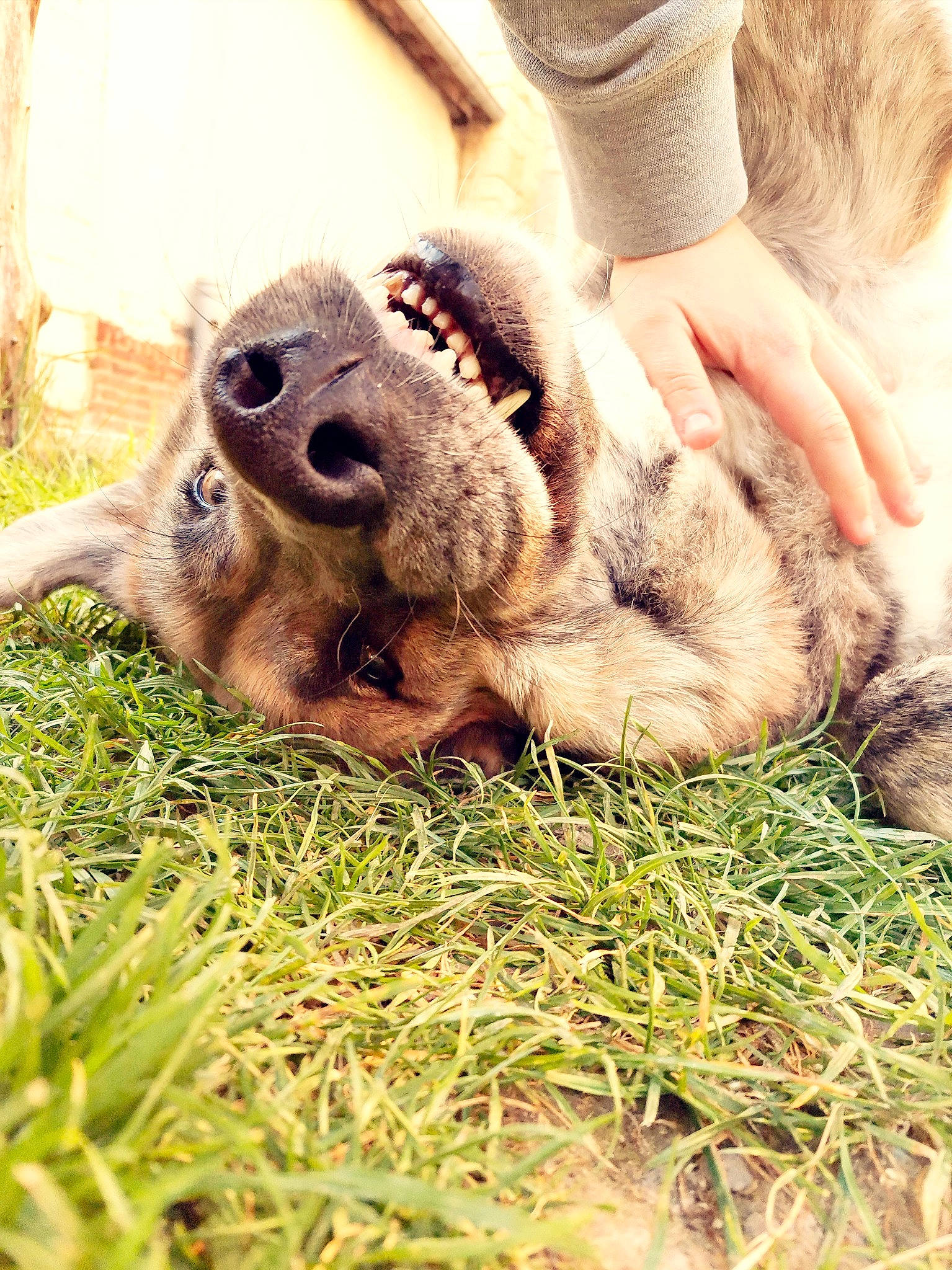 Forest a rejoint le concours — aidez-le/la à gagner de superbes lots ! canidae, carnivore, claw, companion_dog, dog_breed, fawn, foot, fur, grass, grass_family, gunny_sack, human_leg, livestock, paw, plant, snout, soil, sporting_group, terrestrial_animal, whiskers