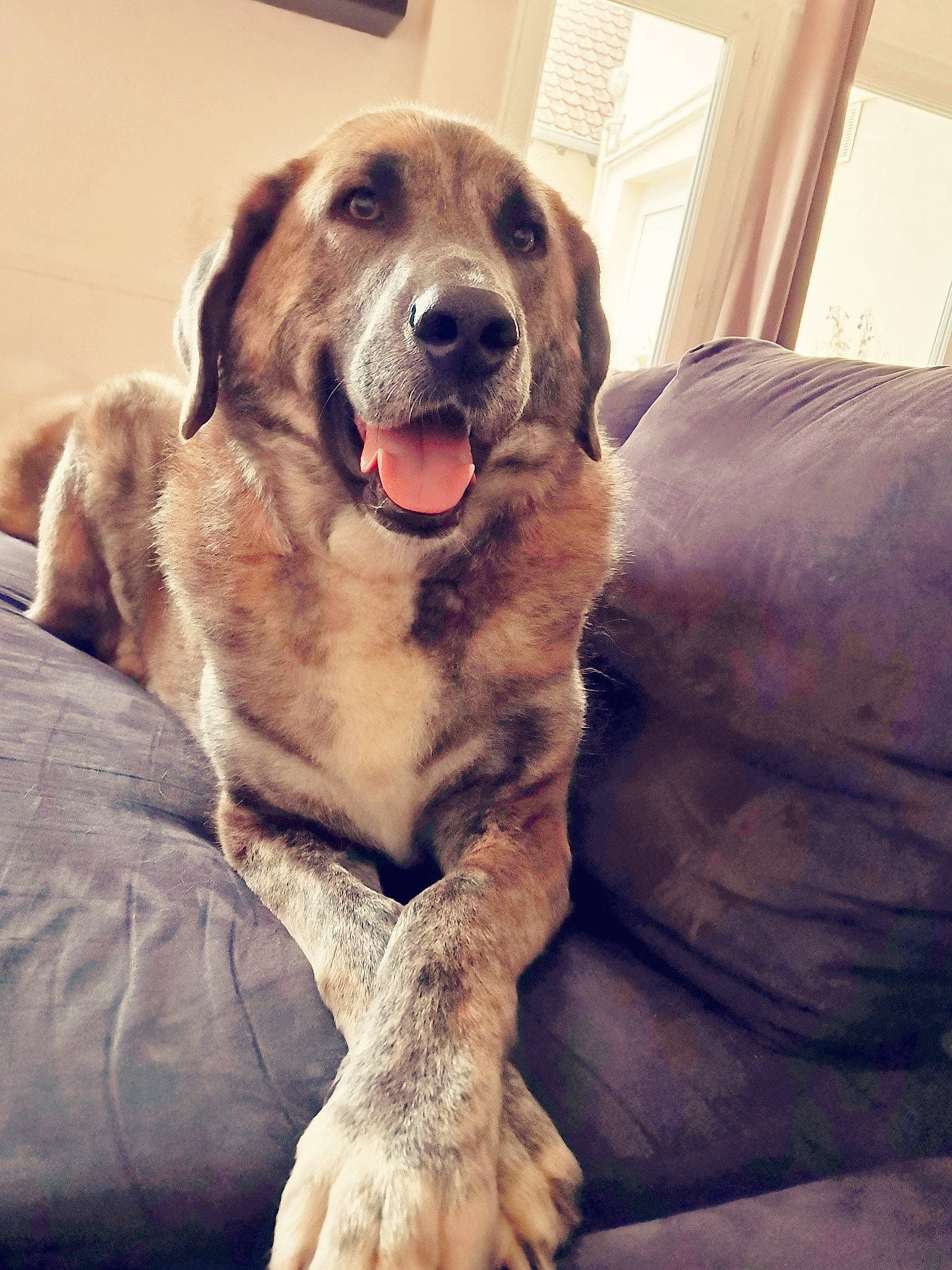 Forest participe au concours pour gagner de l'argent avec cette photo : carnivore, comfort, companion_dog, dog, dog_breed, dog_collar, fur, golden_retriever, guard_dog, gun_dog, happy, labrador_retriever, metal, paw, retriever, sporting_group, whiskers, window, working_animal, working_dog