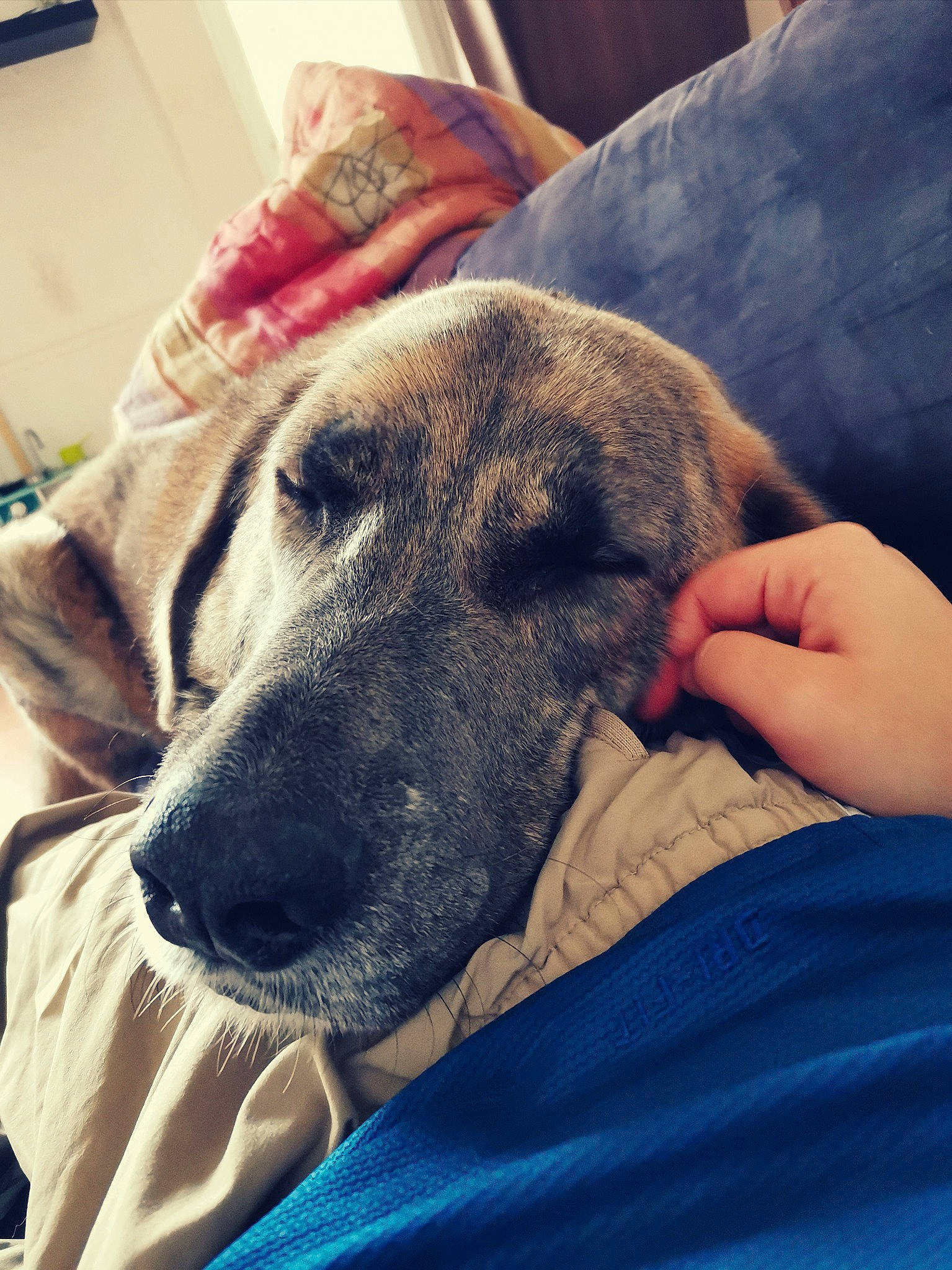 Forest a rejoint le concours — aidez-le/la à gagner de superbes lots ! carnivore, comfort, companion_dog, couch, dog, dog_bed, dog_breed, ear, fawn, fur, guard_dog, human_leg, jaw, linens, paw, selfie, sitting, sporting_group, whiskers, working_animal