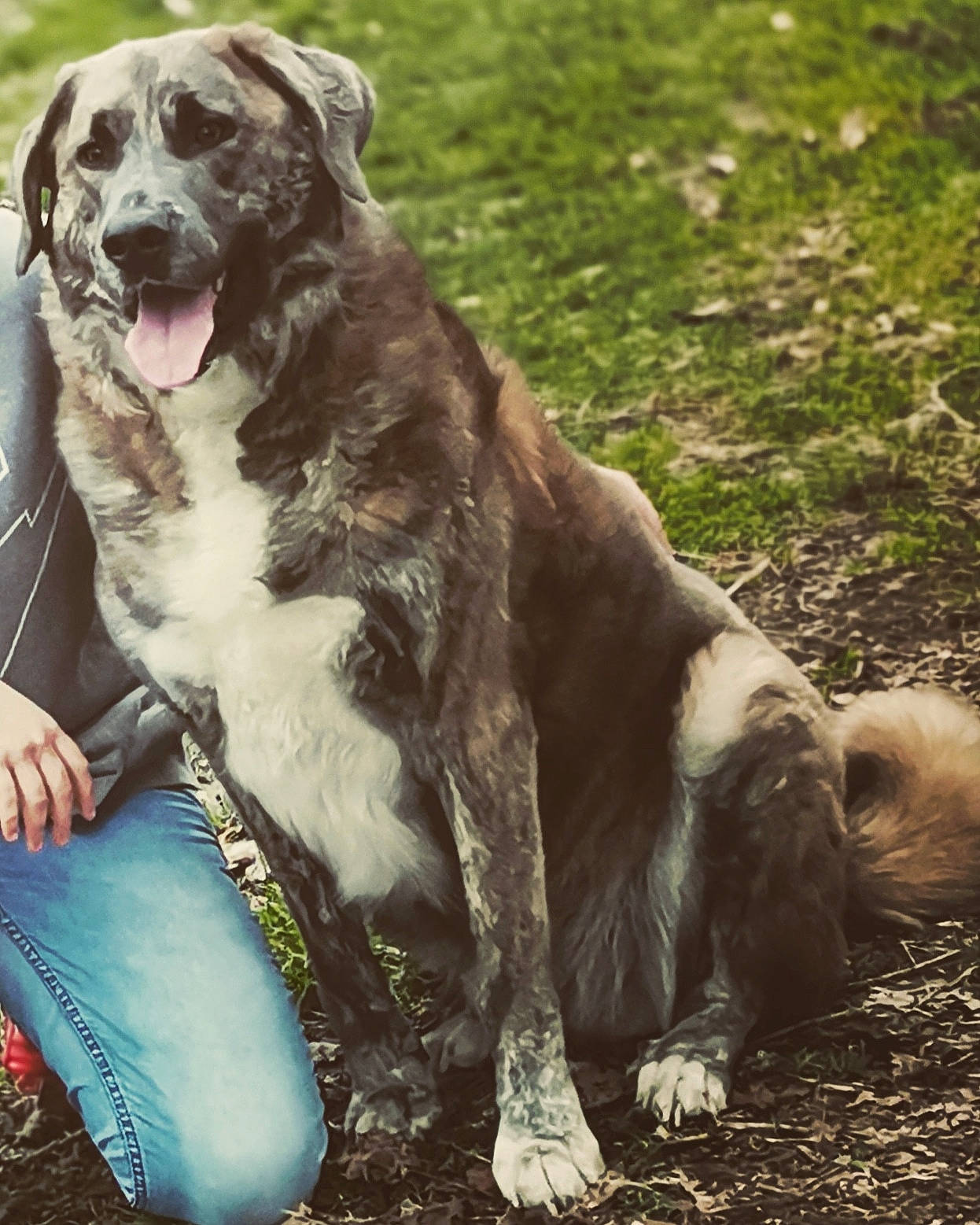 Forest a rejoint le concours — aidez-le/la à gagner de superbes lots ! canidae, carnivore, collar, companion_dog, dog, dog_breed, dog_collar, fawn, fur, grass, gun_dog, leash, liver, mammal, plant, sporting_group, tail, terrestrial_animal, whiskers, working_animal