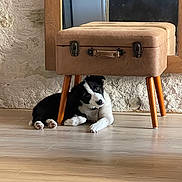 Baronne participe au concours pour gagner de l'argent avec cette photo : puppy, dog, black_and_white, ottoman, furniture, wooden_floor, mirror, indoor, curious, head_tilt, vintage, cozy, paw, floor, wall, reflection, seat, legs, pet, resting
