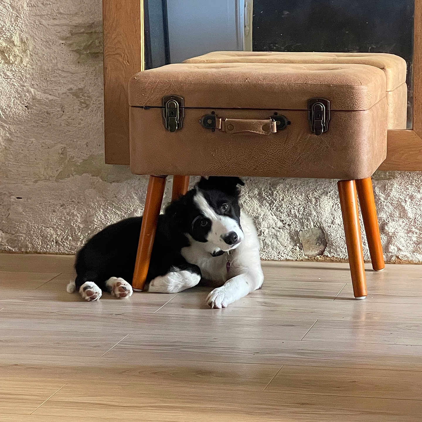 Baronne participe au concours pour gagner de l'argent avec cette photo : puppy, dog, black_and_white, ottoman, furniture, wooden_floor, mirror, indoor, curious, head_tilt, vintage, cozy, paw, floor, wall, reflection, seat, legs, pet, resting