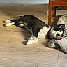 Baronne participe au concours pour gagner de l'argent avec cette photo : animal, black_and_white, blanket, chewing, collar, colorful_toy, cozy, cute, dog, domestic, floor, furniture_leg, home, indoor, lying_down, pet, playful, relaxed, toy, wooden_floor