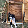 Baronne a rejoint le concours — aidez-le/la à gagner de superbes lots ! animal, black_and_white, border_collie, curious, dog, floppy_ears, garden, grass, lying_down, orange_collar, outdoor, pet, photography, picture_frame, portrait, puppy, sitting, white_paws, wicker_basket, wooden_furniture
