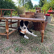 Baronne participe au concours pour gagner de l'argent avec cette photo : animal, basket, black_and_white, border_collie, chair, dog, furniture, garden, grass, greenery, lying_down, orange_collar, outdoors, pet, portrait, puppy, rustic, summer, table, wicker