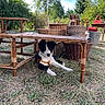 animal, basket, black_and_white, border_collie, chair, dog, furniture, garden, grass, greenery, lying_down, orange_collar, outdoors, pet, portrait, puppy, rustic, summer, table, wicker