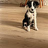 puppy, dog, black_and_white, indoor, wooden_floor, flooring, furniture, chair, shoes, pet, collar, curious, sitting, young_dog, domestic_animal, cute, looking_at_camera, cozy, home, wall