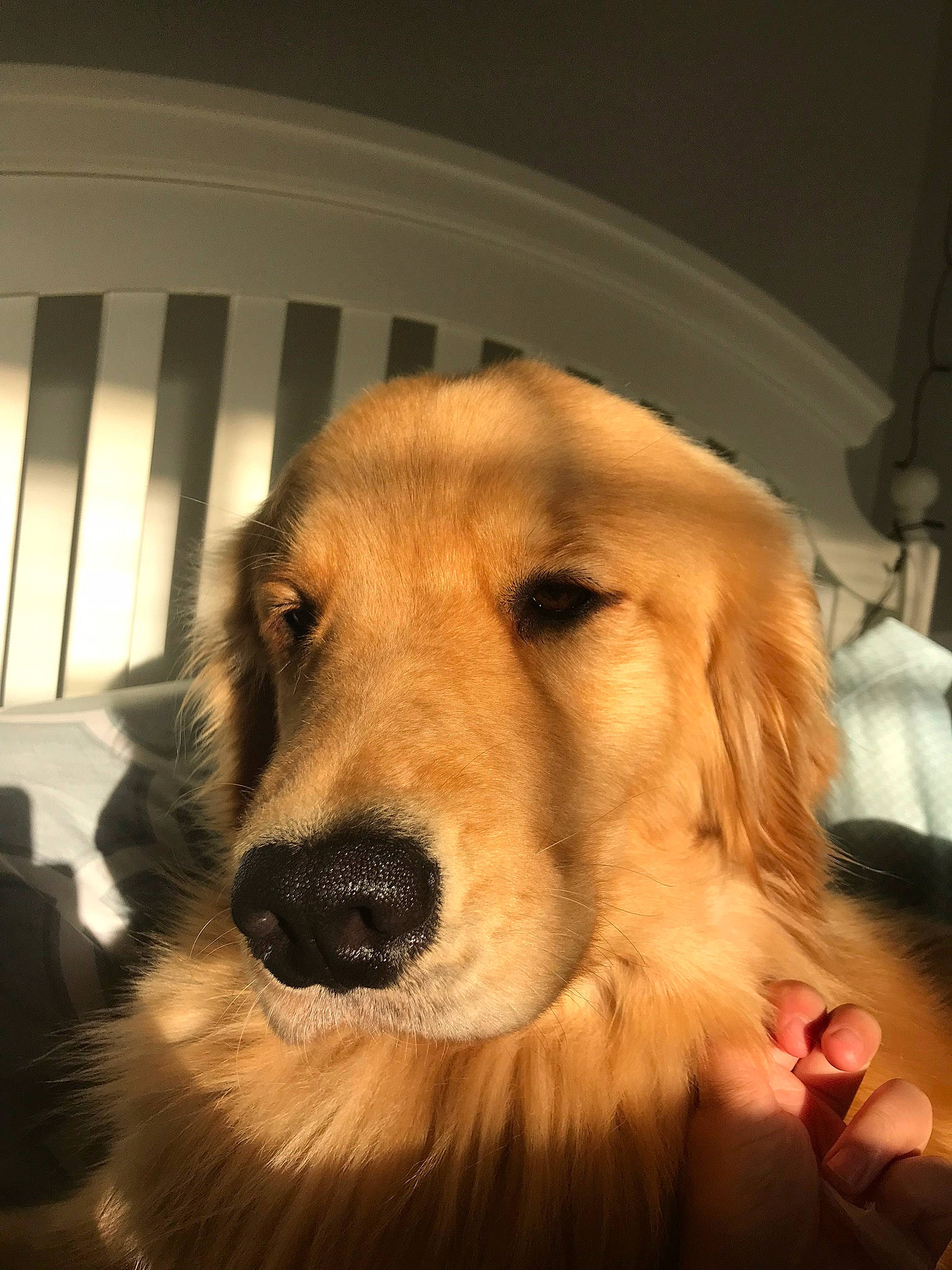 Pongo joined the competition — help win amazing prizes! canidae, carnivore, companion_dog, dog, dog_breed, fur, golden_retriever, hovawart, mammal, nose, retriever, small_greek_domestic_dog, snout, sporting_group, vertebrate, whiskers