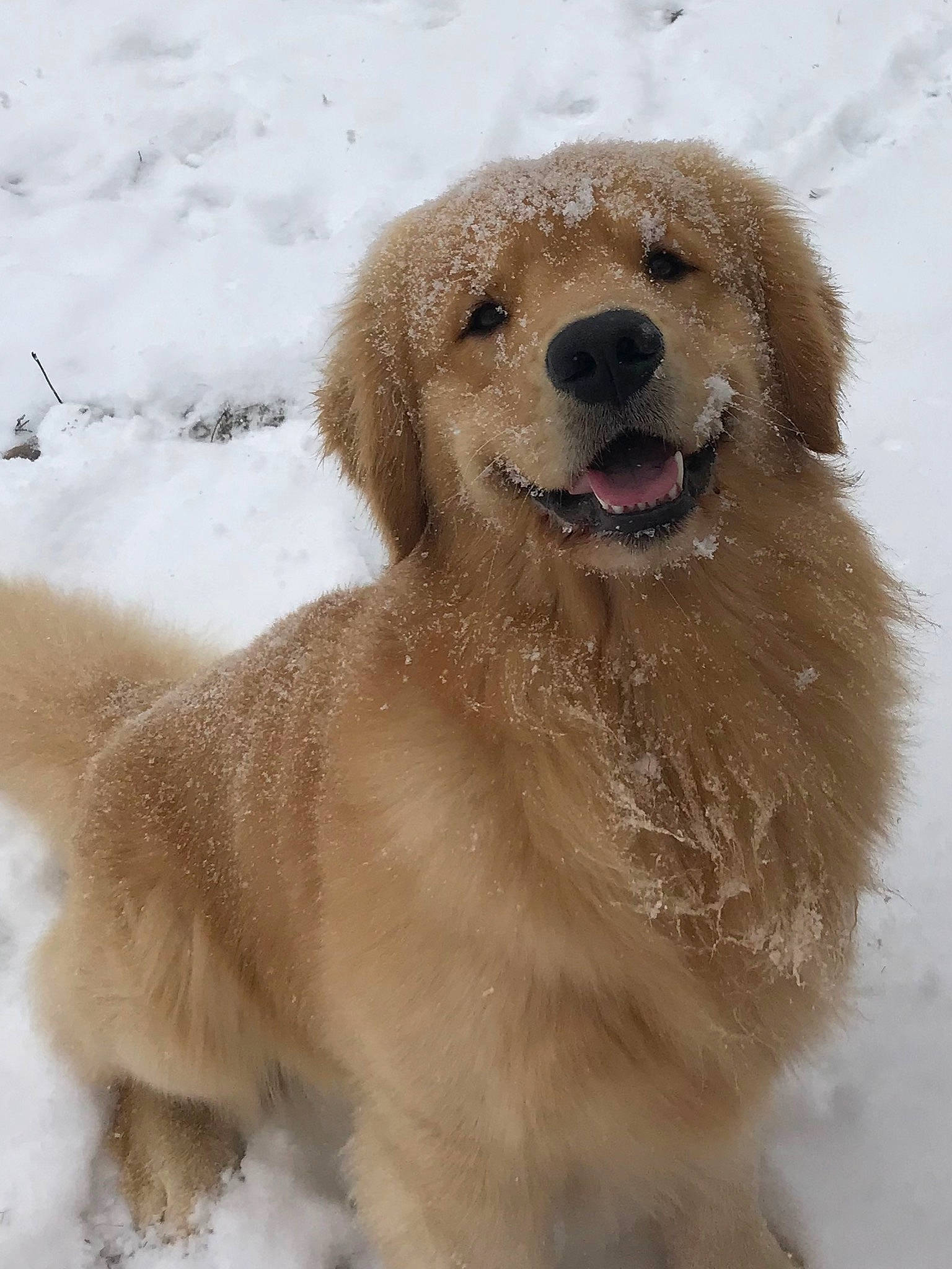 Pongo joined the competition — help win amazing prizes! ancient_dog_breeds, canidae, carnivore, companion_dog, dog, dog_breed, fawn, golden_retriever, mammal, nova_scotia_duck_tolling_retriever, polish_tatra_sheepdog, retriever, slovak_cuvac, snout, sporting_group, styrian_coarse_haired_hound, vertebrate