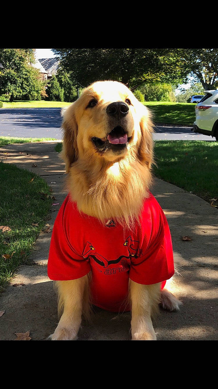 Pongo is registered to the contest to win money with this photo: canidae, carnivore, companion_dog, dog, dog_breed, fawn, golden_retriever, mammal, retriever, snout, sporting_group, vertebrate